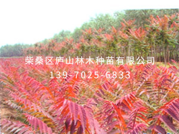 紅葉椿