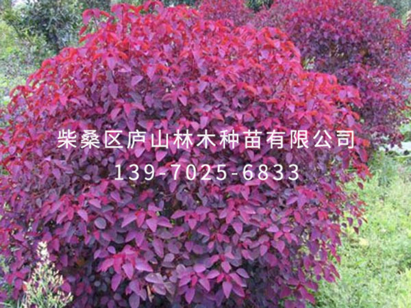 紅葉烏桕