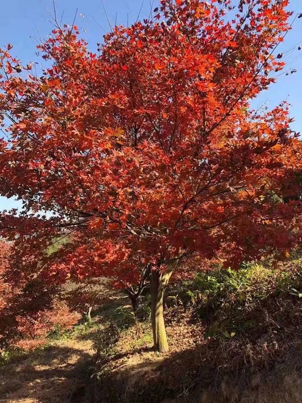 紅楓